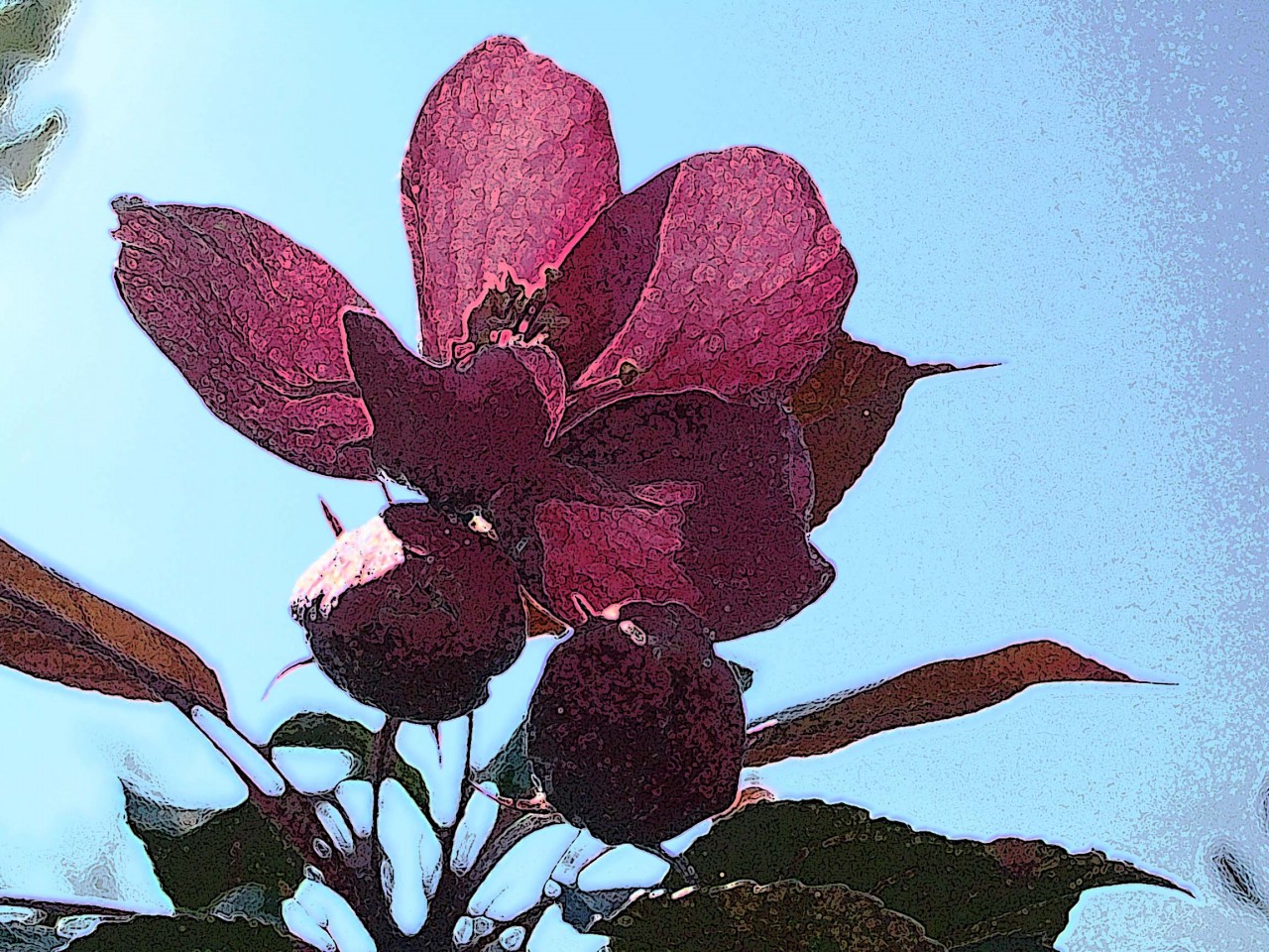 apple flower